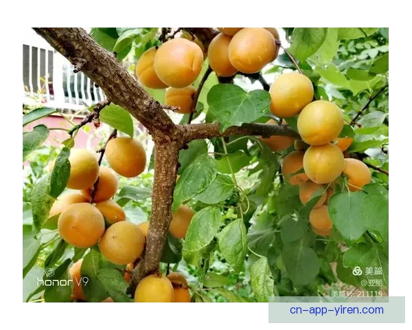 回家30杏吧：品味生活，情意绵长